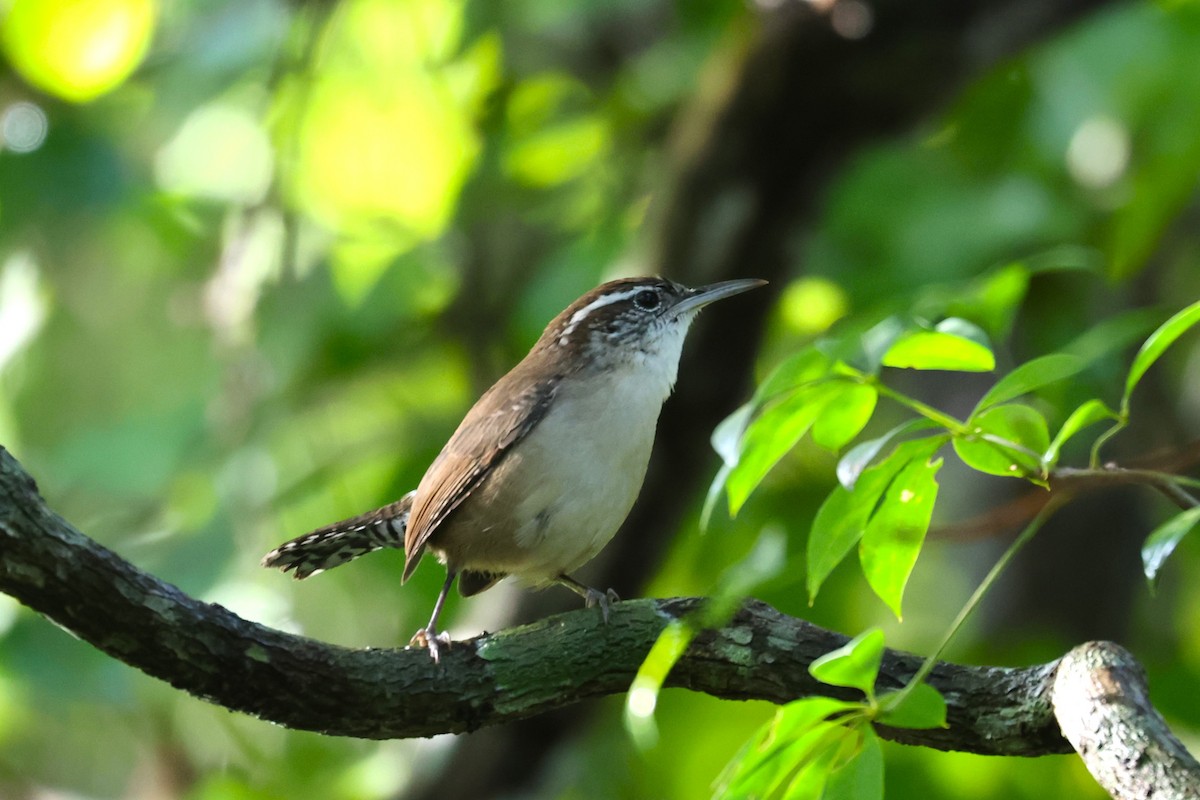 Carolina Wren (White-browed) - ML645068488