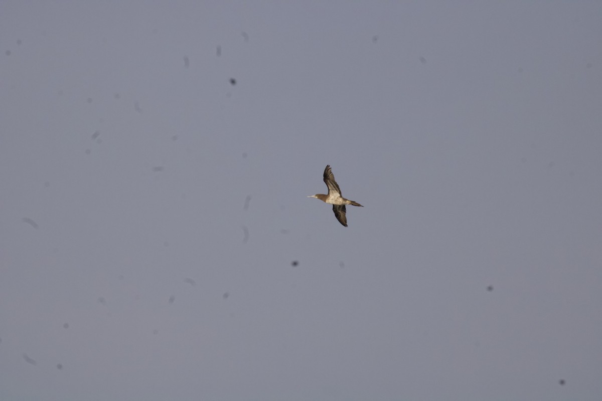 Brown Booby - ML645068494