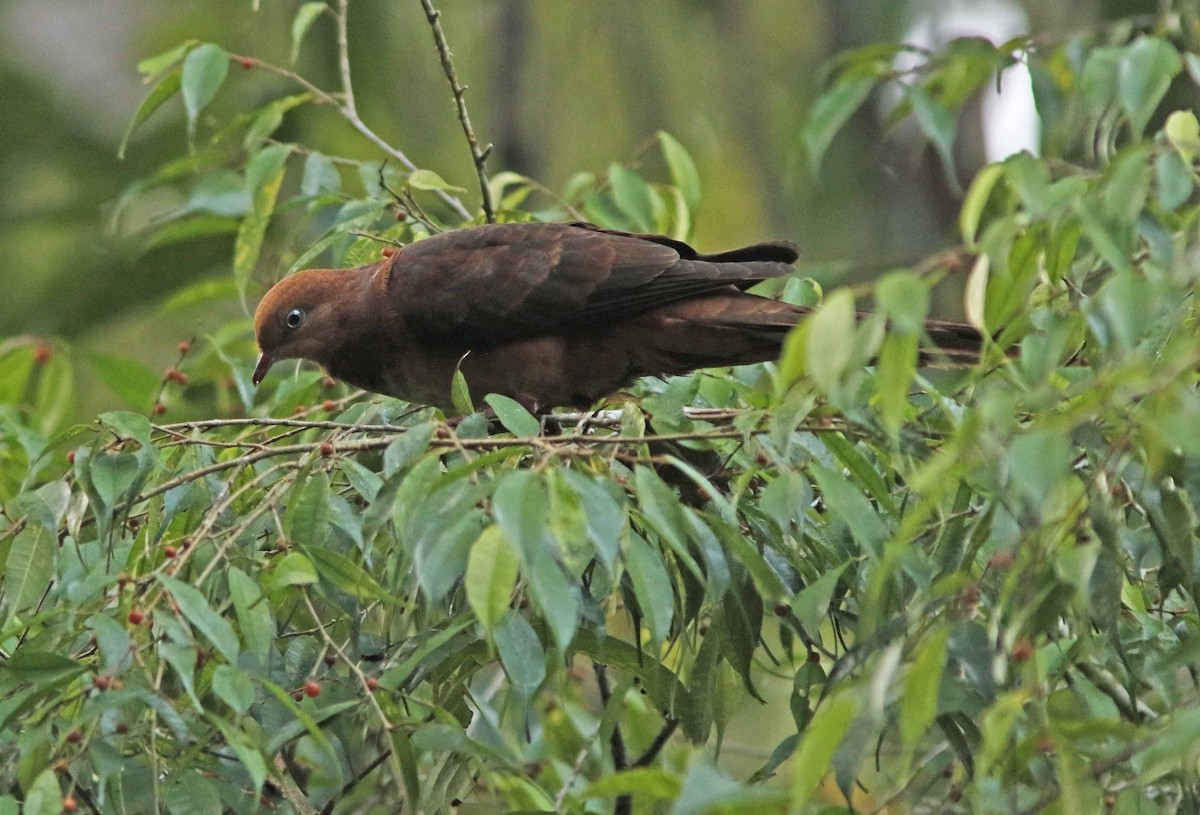 Little Cuckoo-Dove - ML645068503