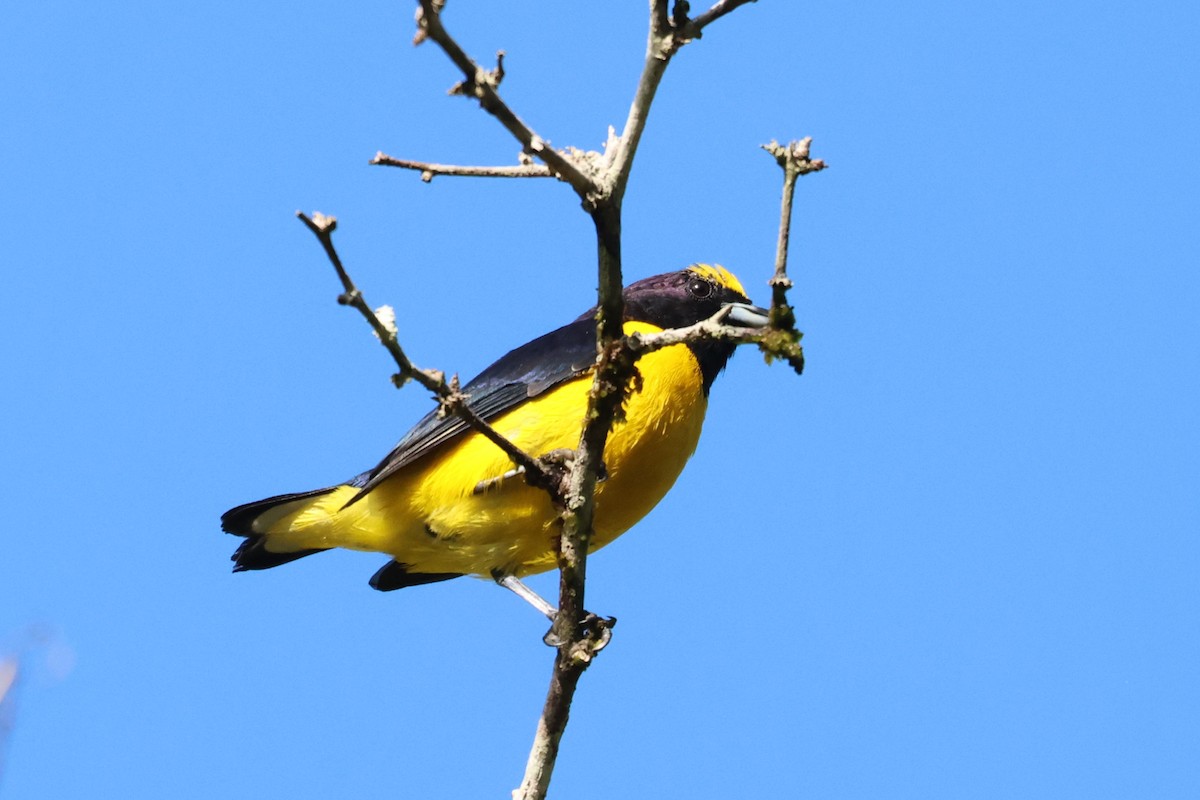 Scrub Euphonia - ML645068505