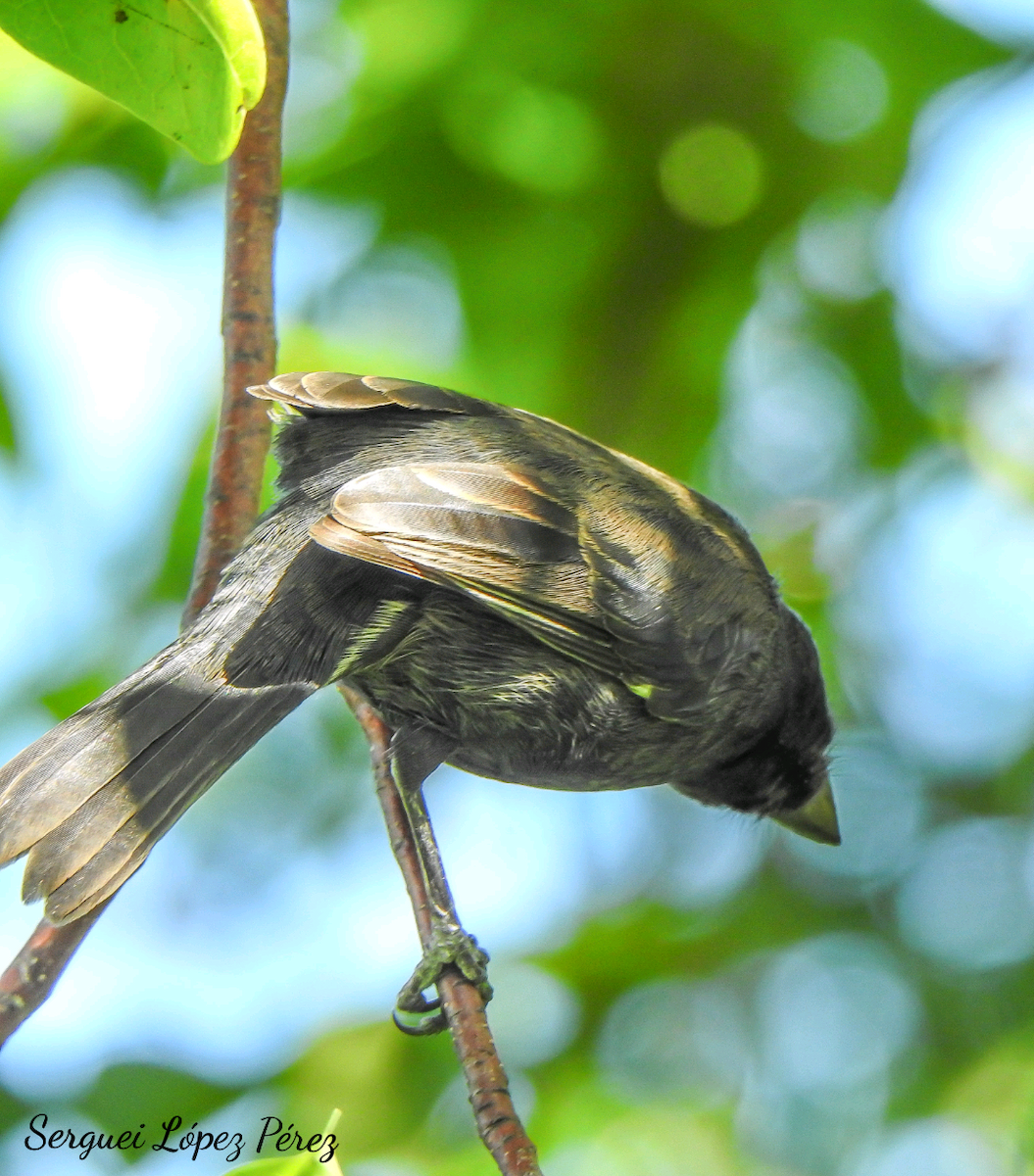 Cuban Bullfinch - ML645068515