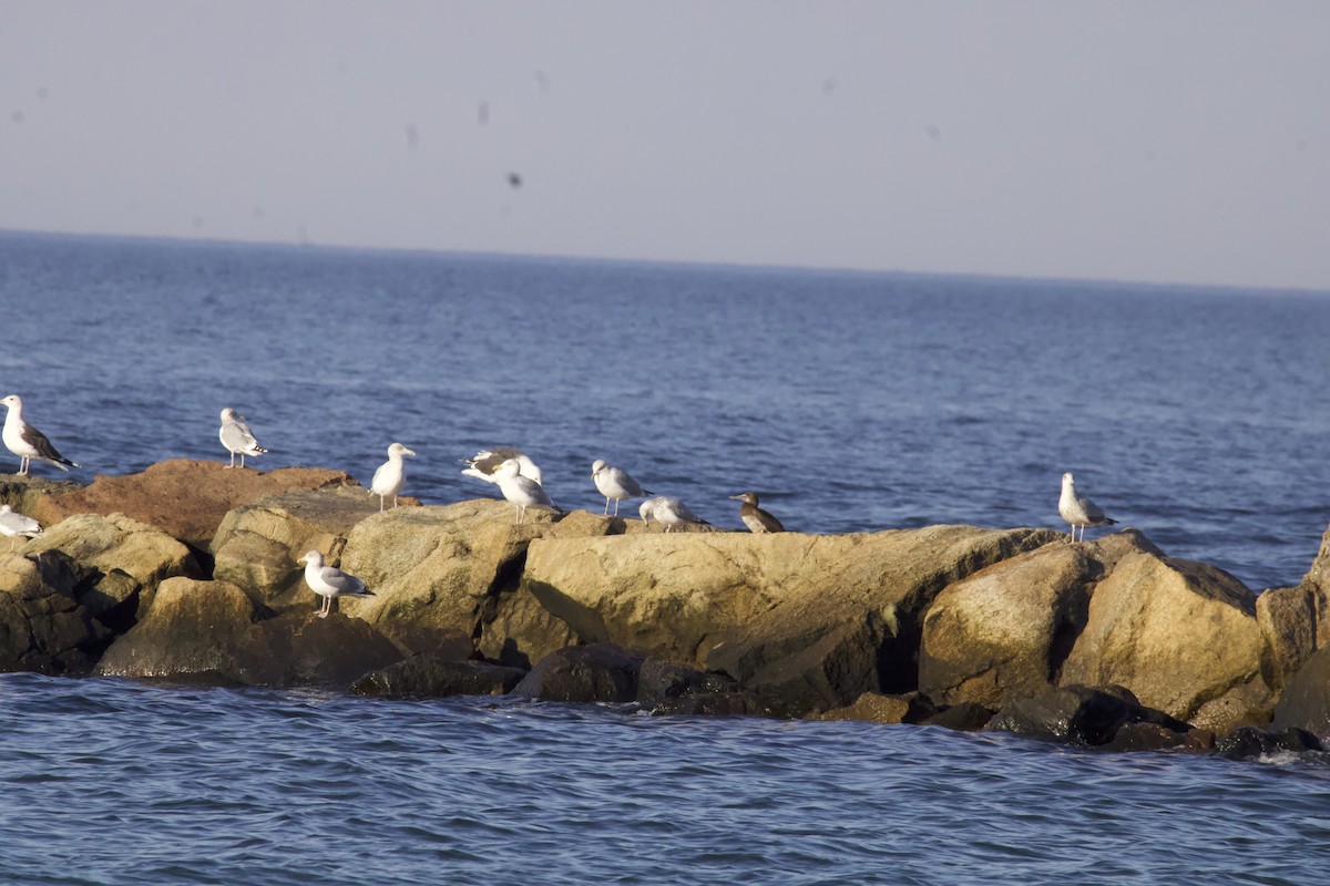 Brown Booby - ML645068516