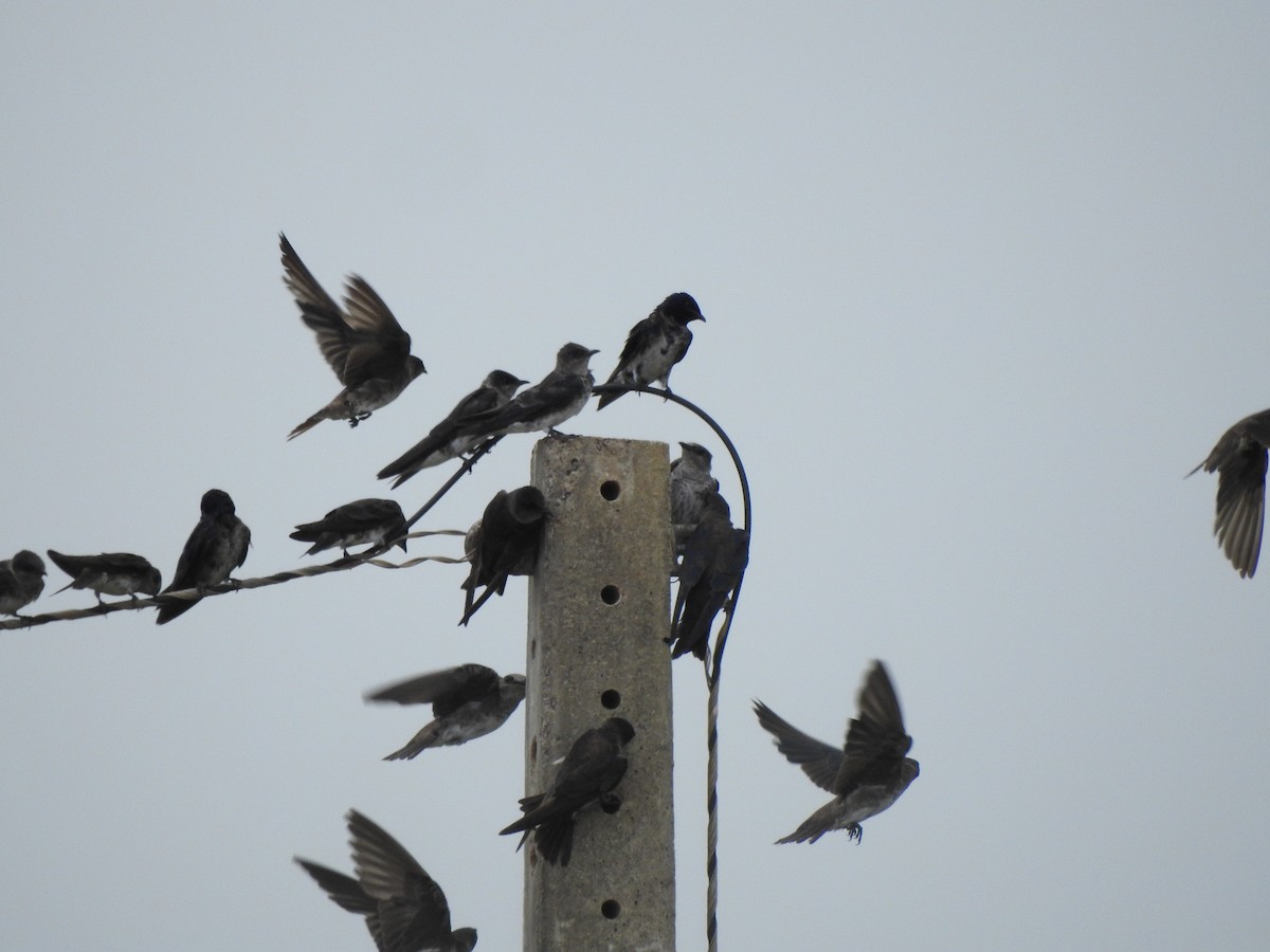 Purple Martin - ML645068521