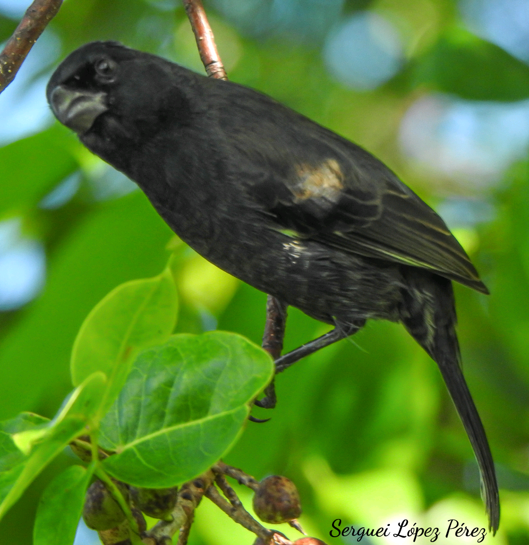 Cuban Bullfinch - ML645068526