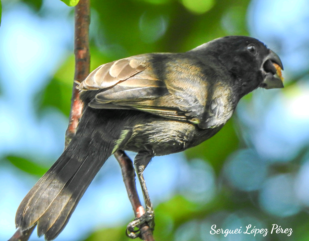 Cuban Bullfinch - ML645068528