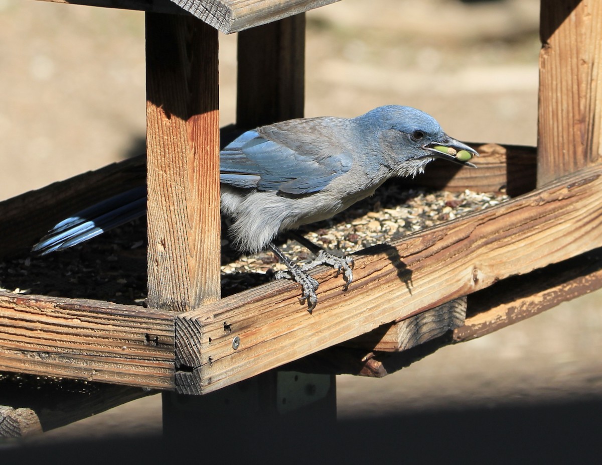 Mexican Jay (Arizona) - ML645068529