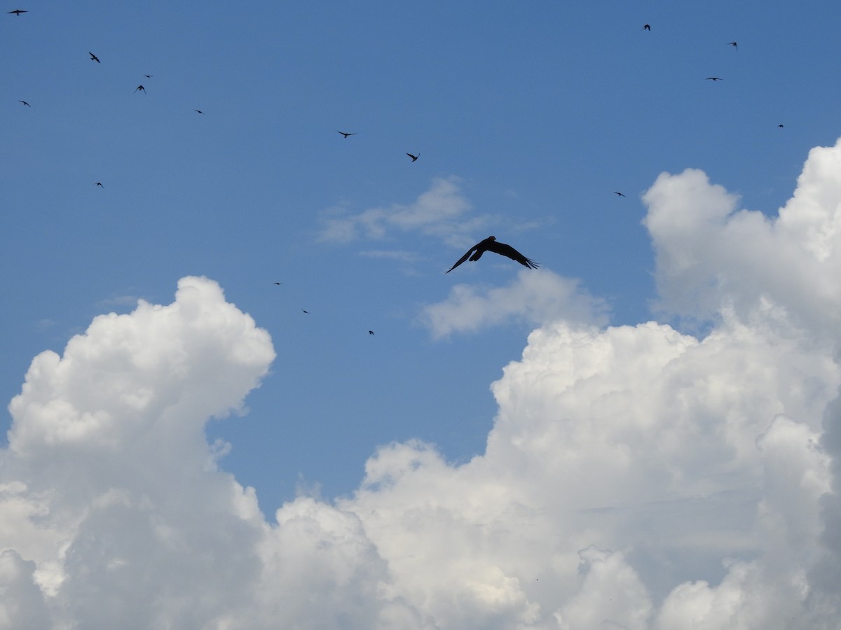 Siyah Karakara - ML645068530