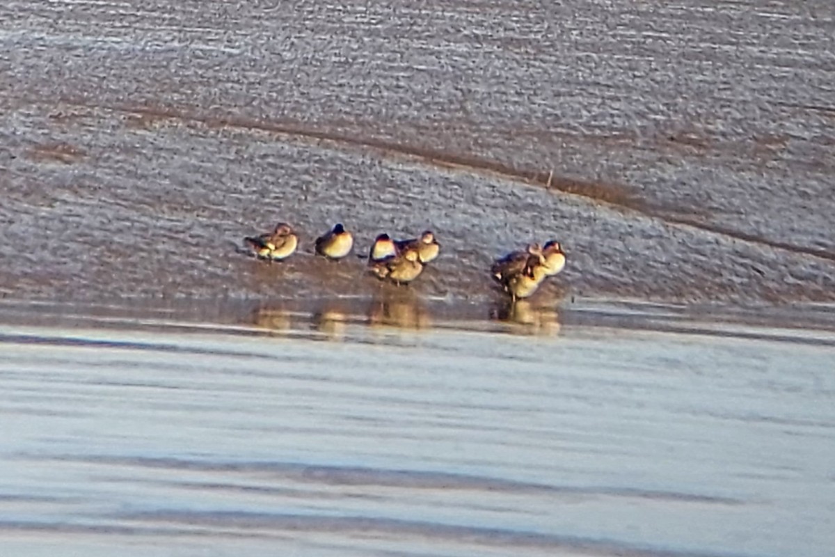 Green-winged Teal - ML645068533