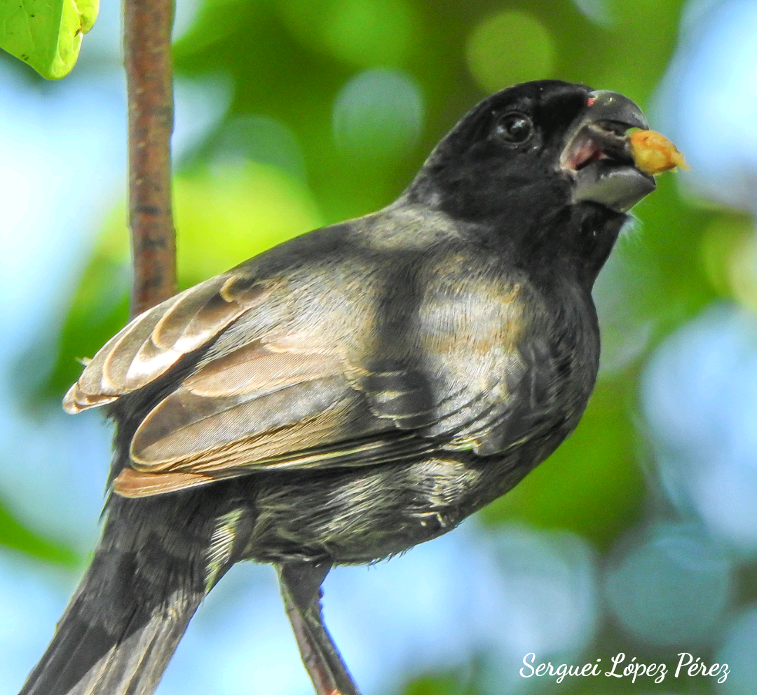Cuban Bullfinch - ML645068534