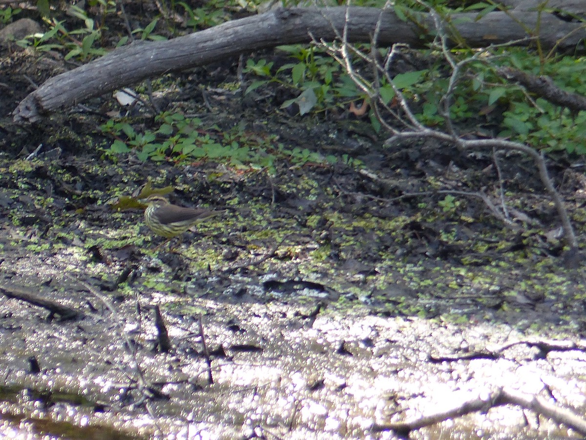 Northern Waterthrush - ML645068548