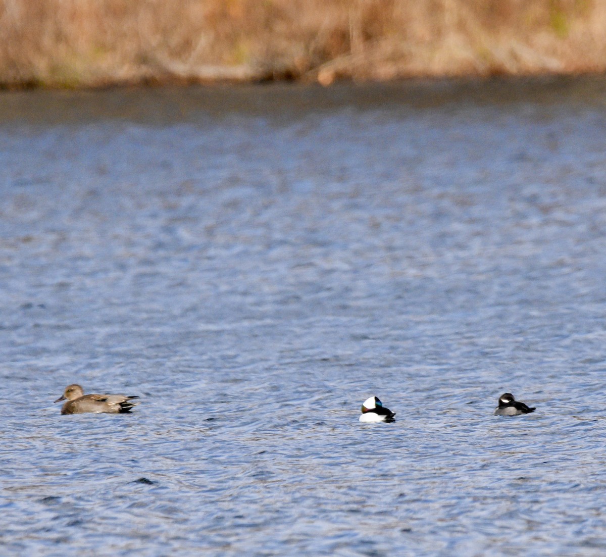 Canapiglia - ML645068555