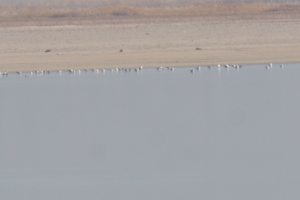 Little Gull - ML645068565