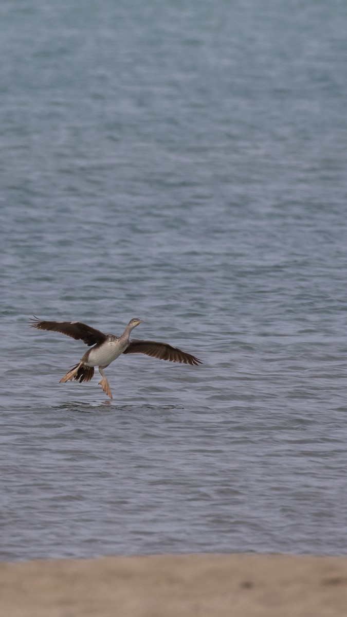 European Shag - ML645068567