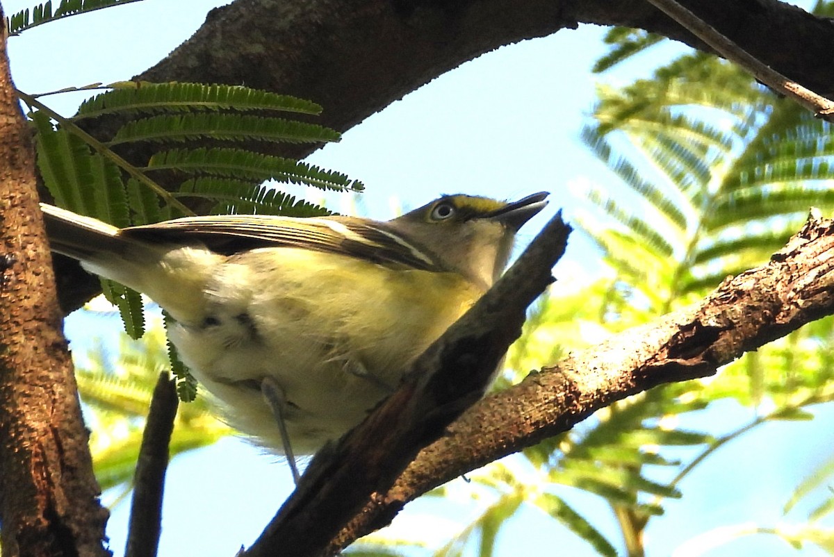 White-eyed Vireo - ML645068576