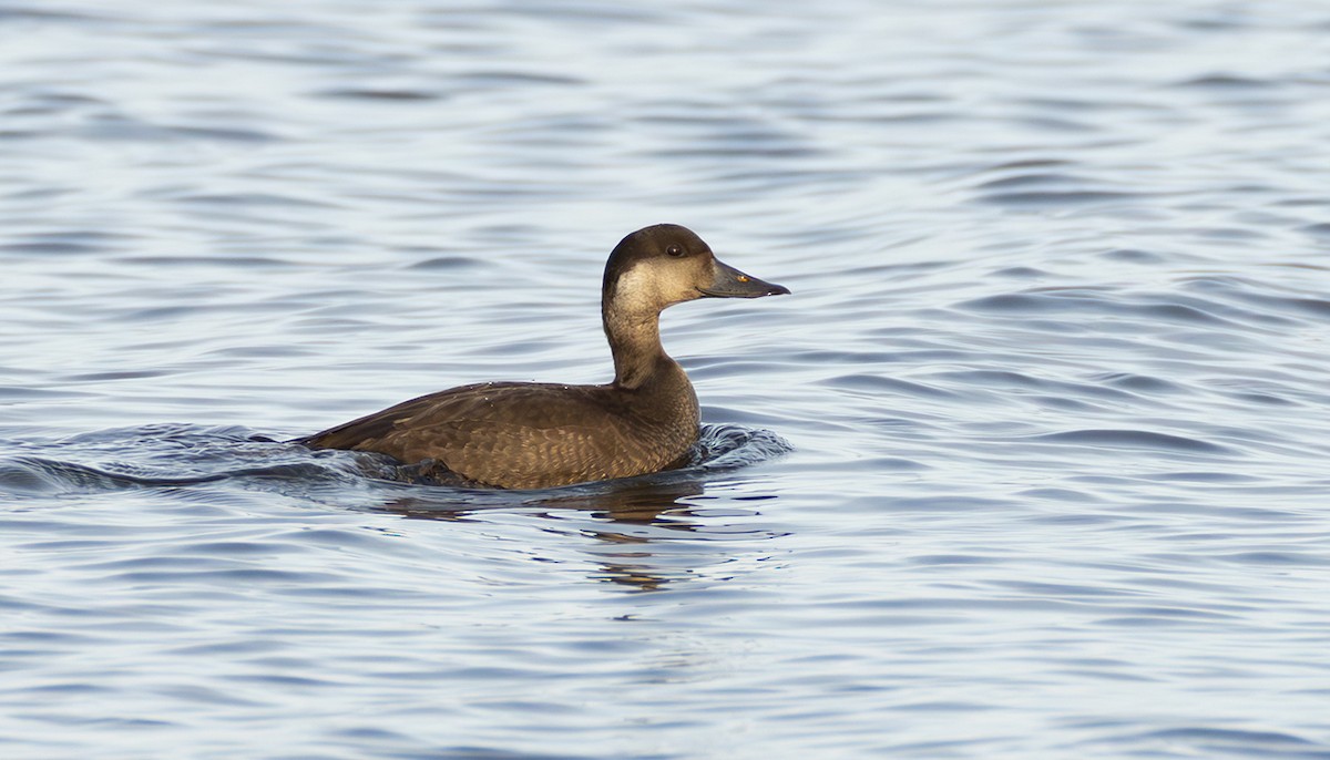 ヨーロッパクロガモ - ML645068584