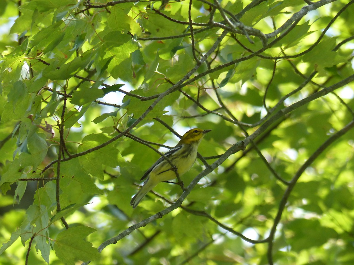 Black-throated Green Warbler - ML645068587
