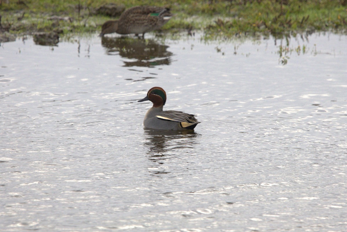 čírka obecná (ssp. crecca) - ML645068609