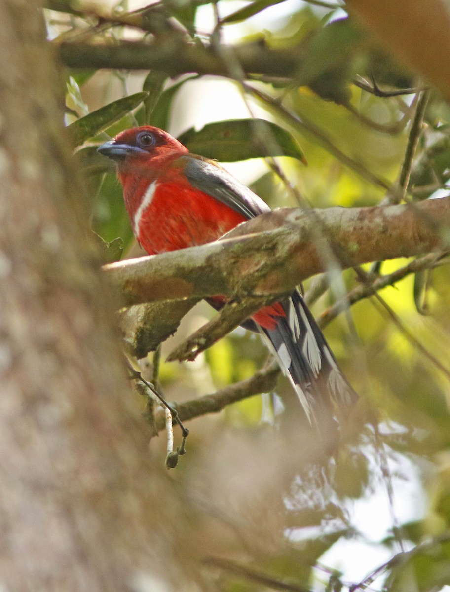 Red-headed Trogon - ML645068611