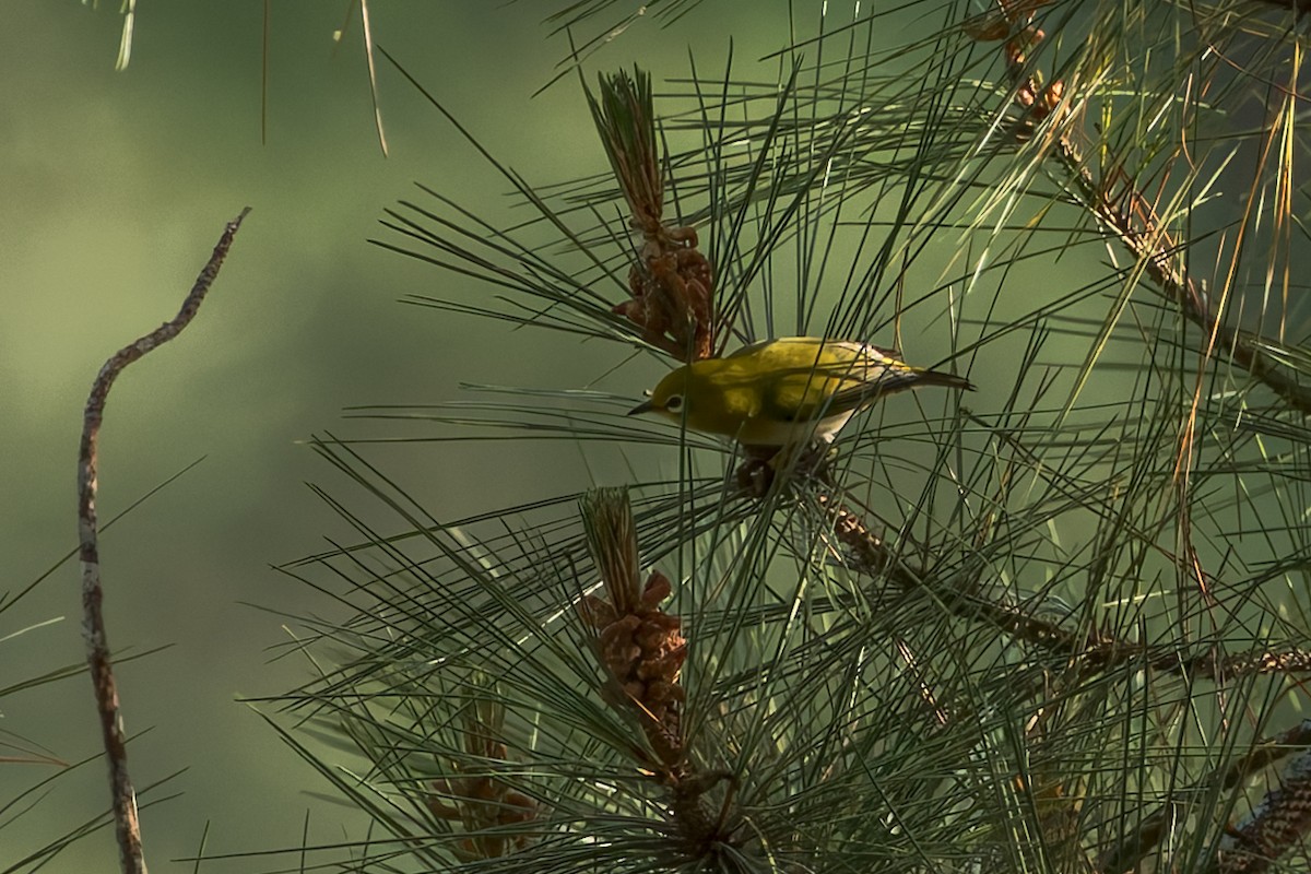 Warbling White-eye - ML645068617