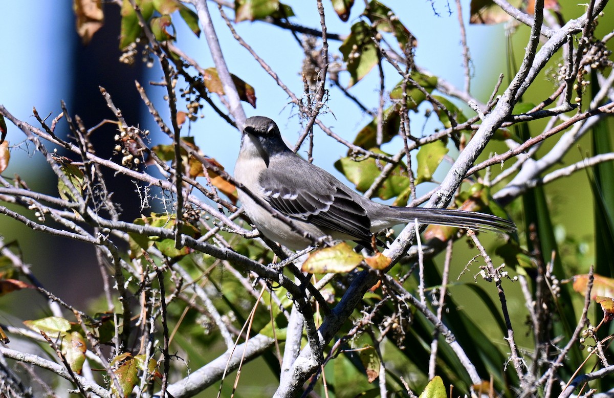 Northern Mockingbird - ML645068618