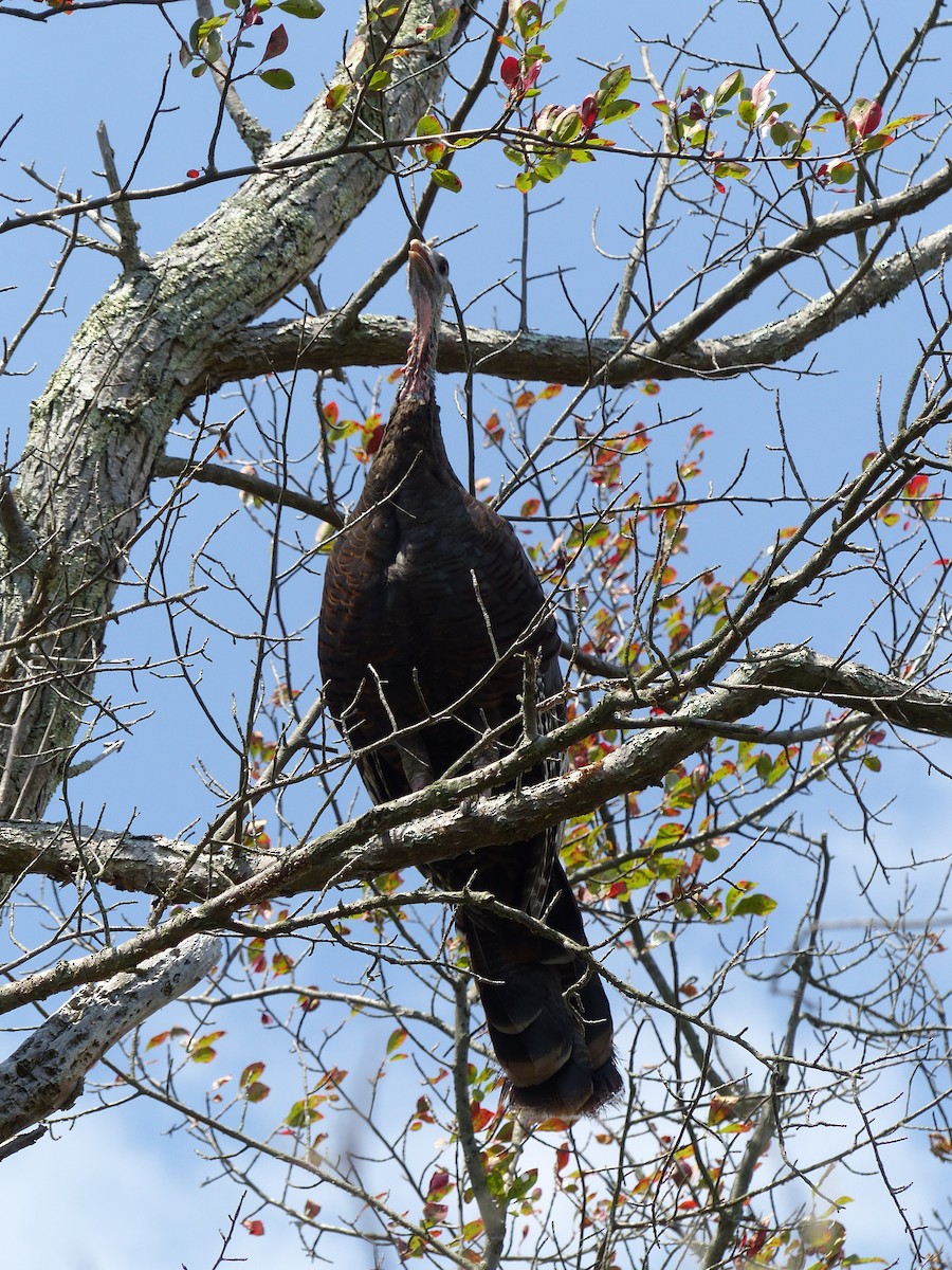Wild Turkey - ML645068623