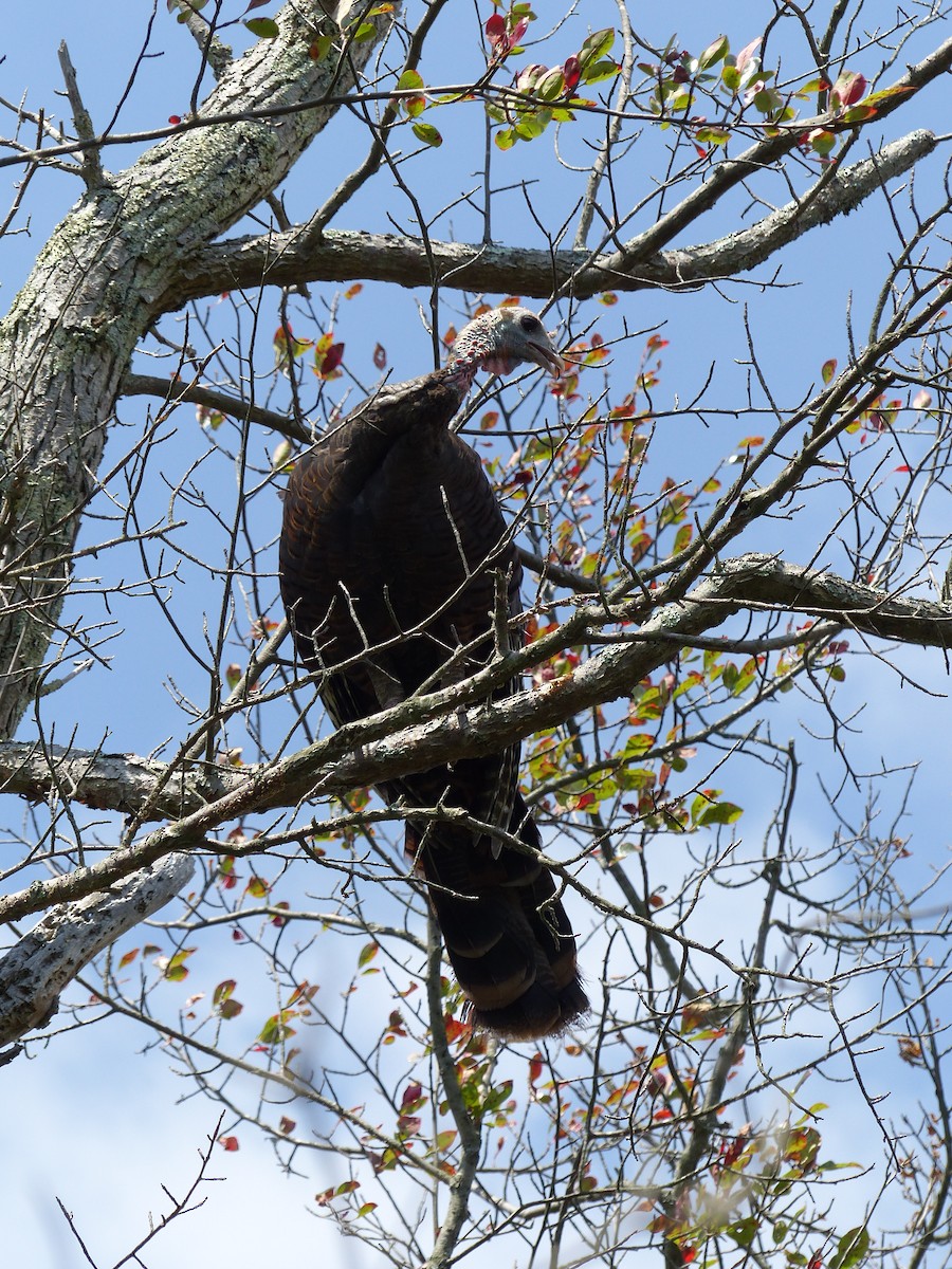 Wild Turkey - ML645068624