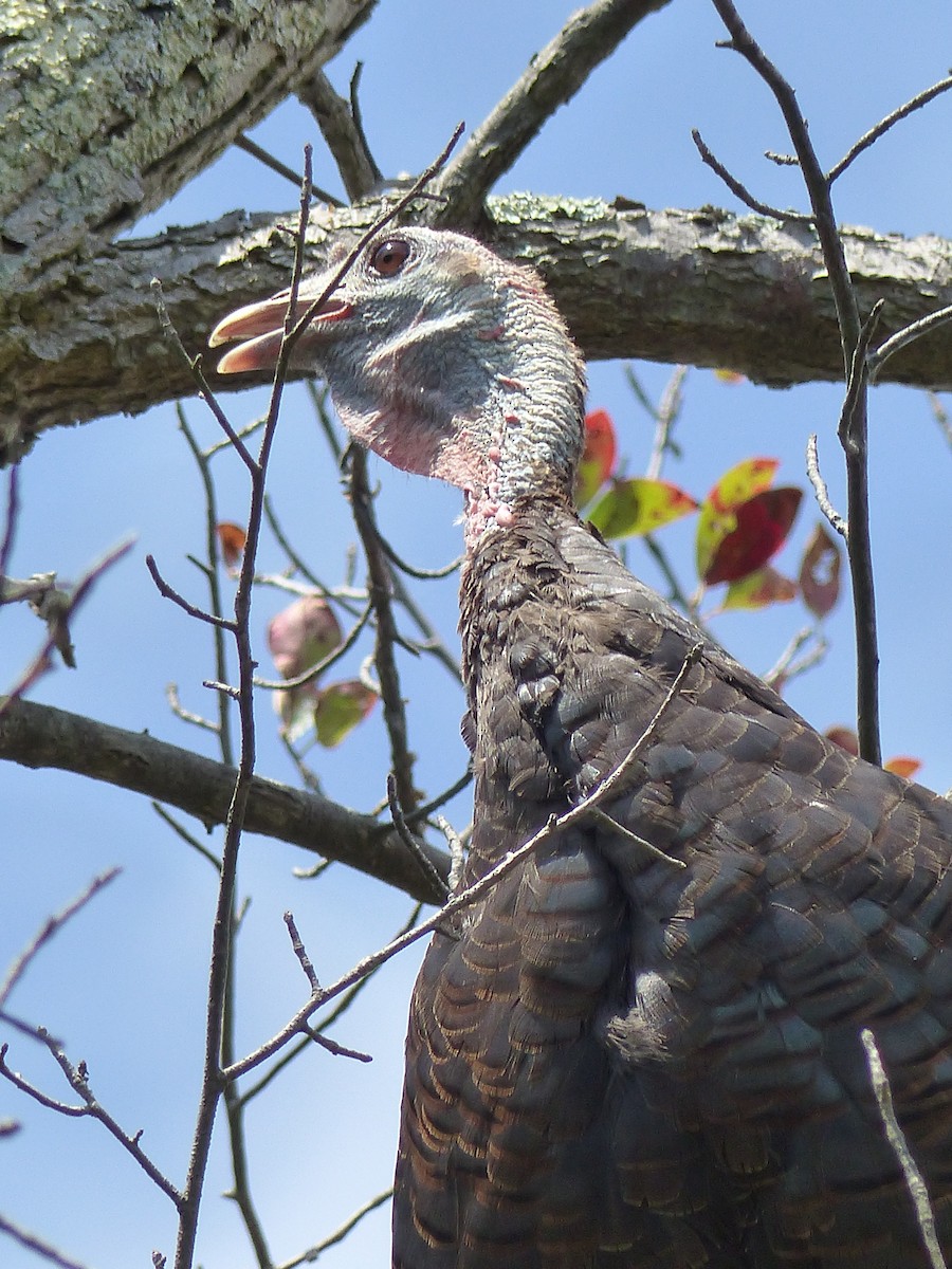 Wild Turkey - ML645068625