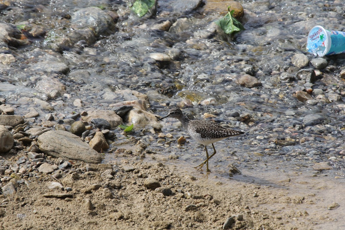 Шугуйн хөгчүү - ML645068628