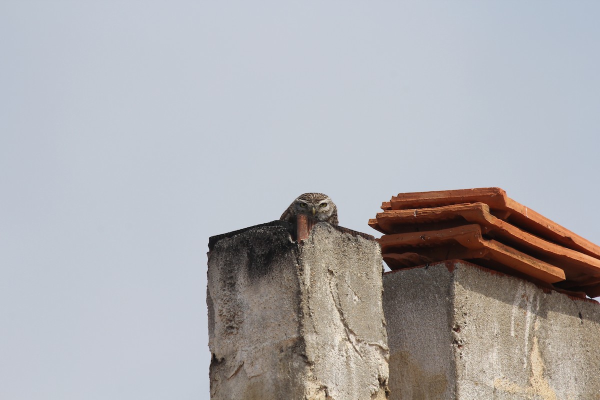 Хотны бүгээхэй - ML645068639