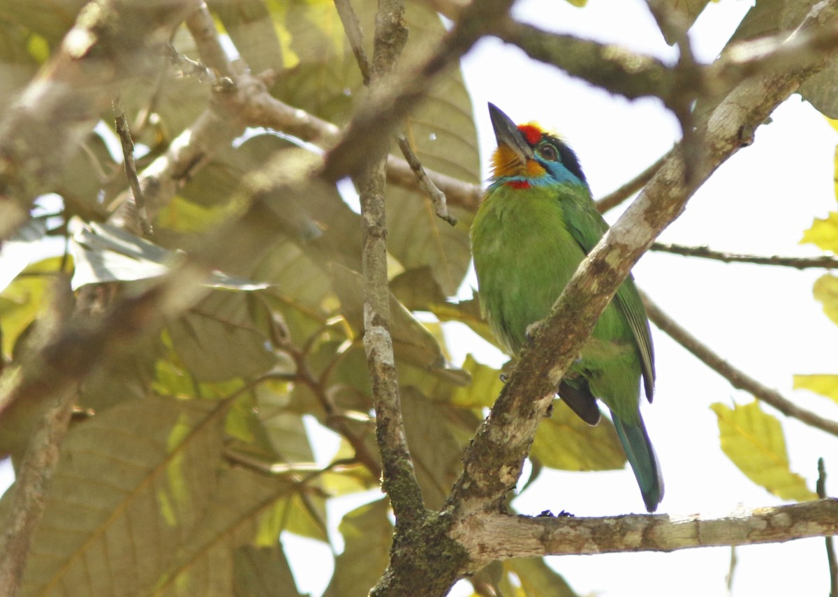 Barbudo Cejinegro - ML645068643