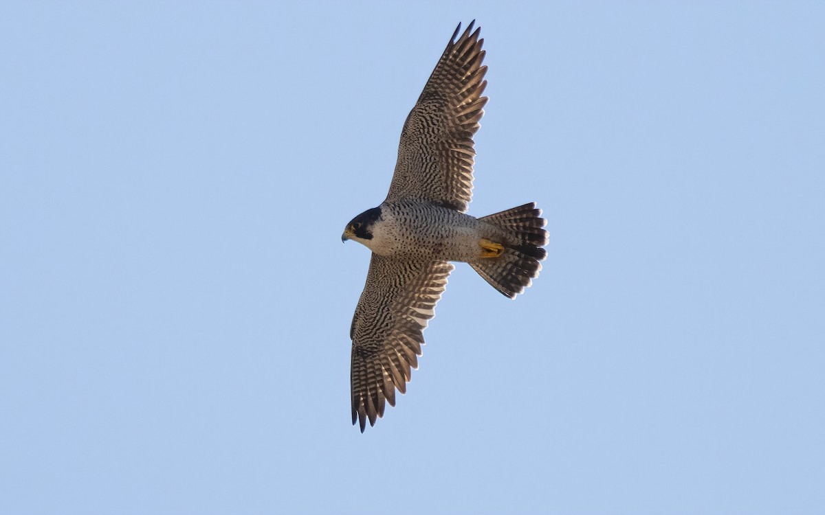 Peregrine Falcon (Mediterranean) - ML645068649