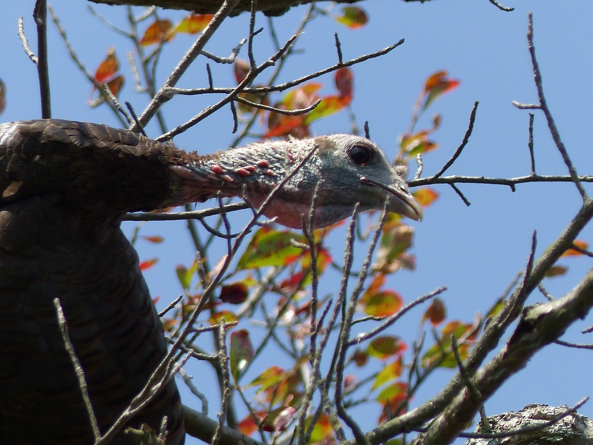 Wild Turkey - ML645068650