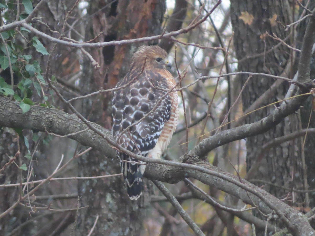 Red-shouldered Hawk - ML645068651