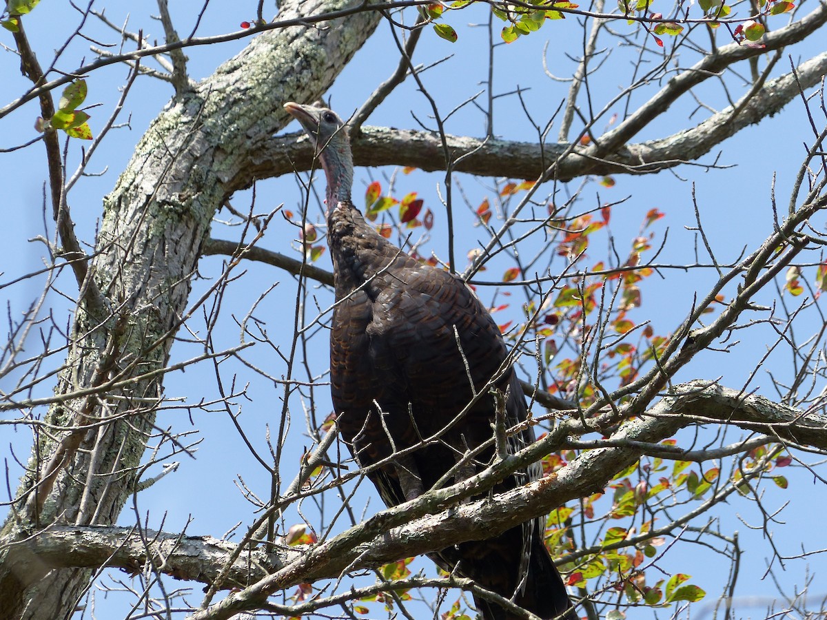 Wild Turkey - ML645068652