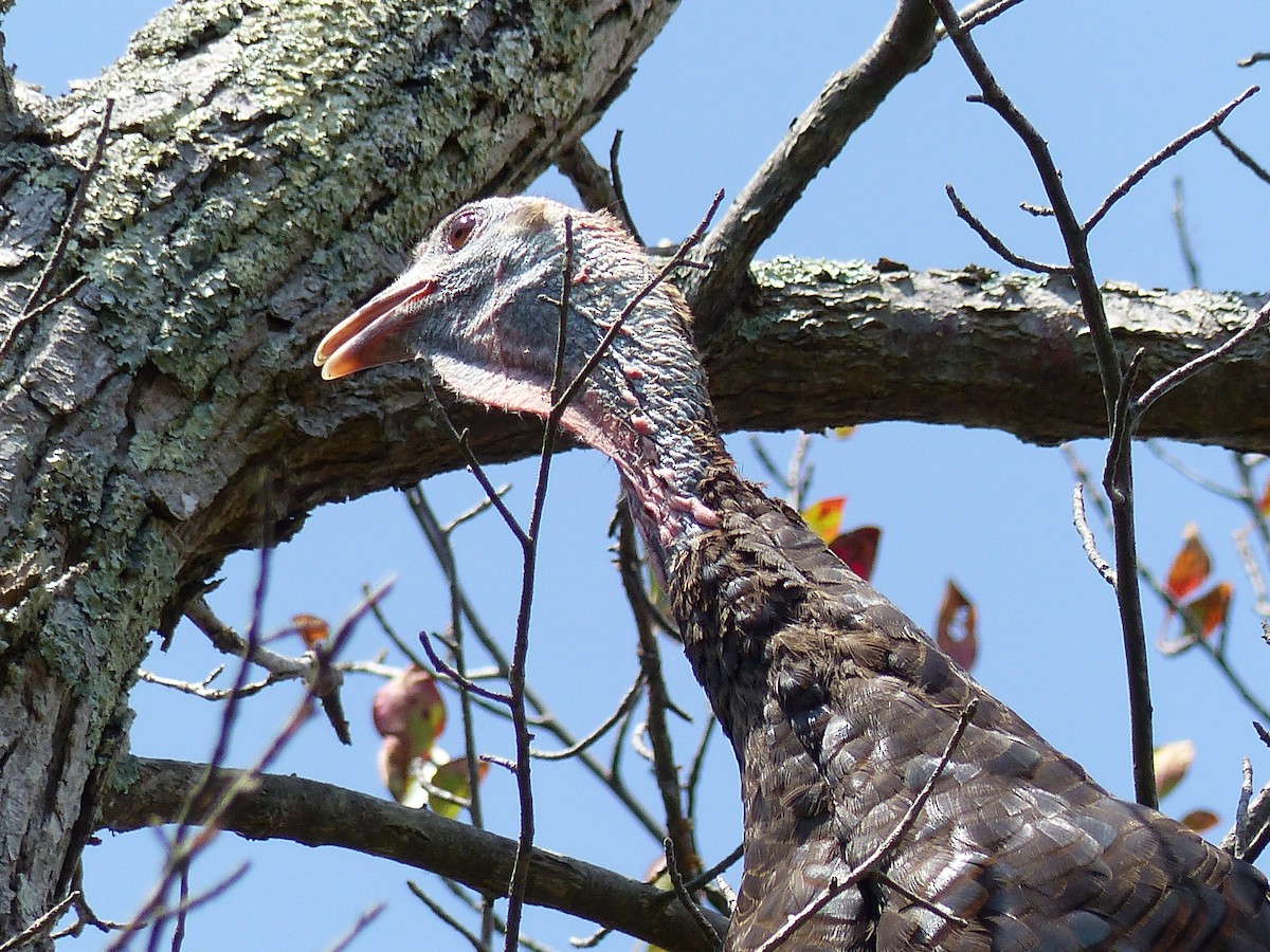 Wild Turkey - ML645068653