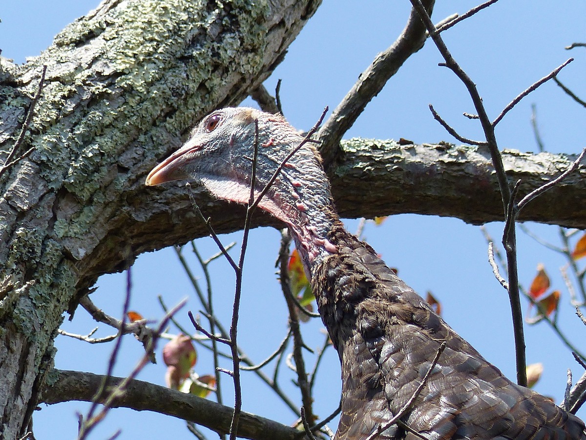 Wild Turkey - ML645068655