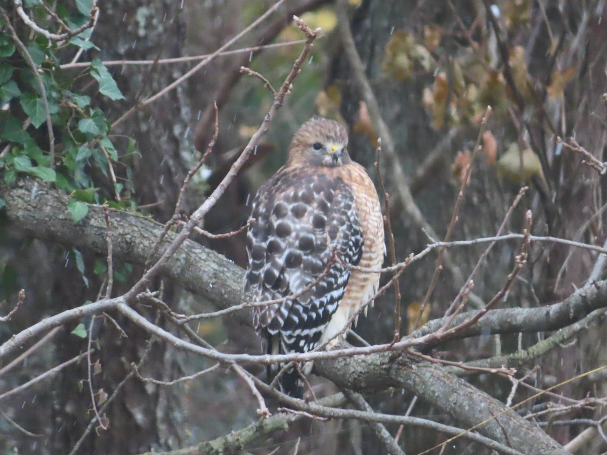 Red-shouldered Hawk - ML645068670