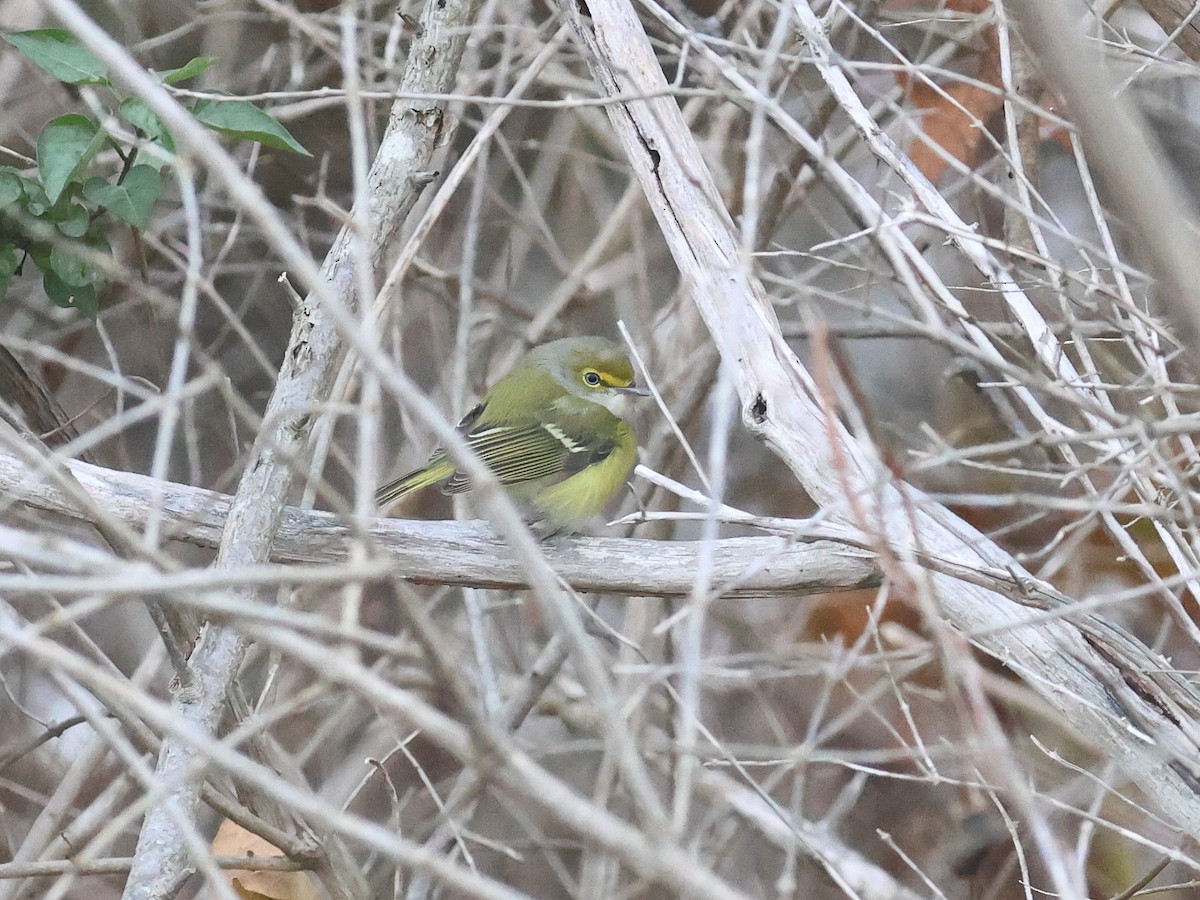 White-eyed Vireo - ML645068679