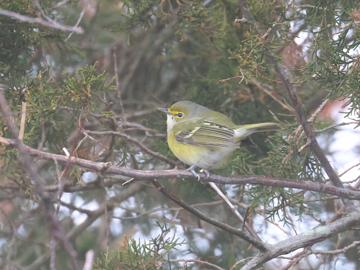 White-eyed Vireo - ML645068680