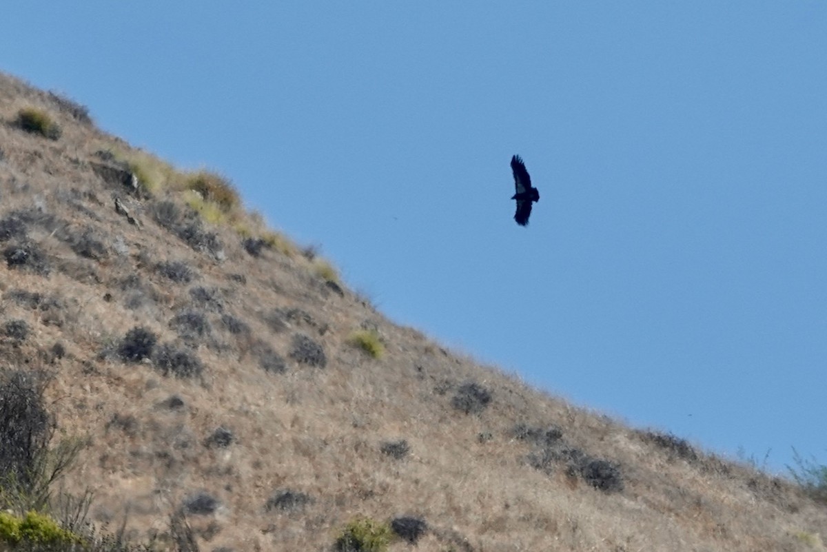 California Condor - ML645068681