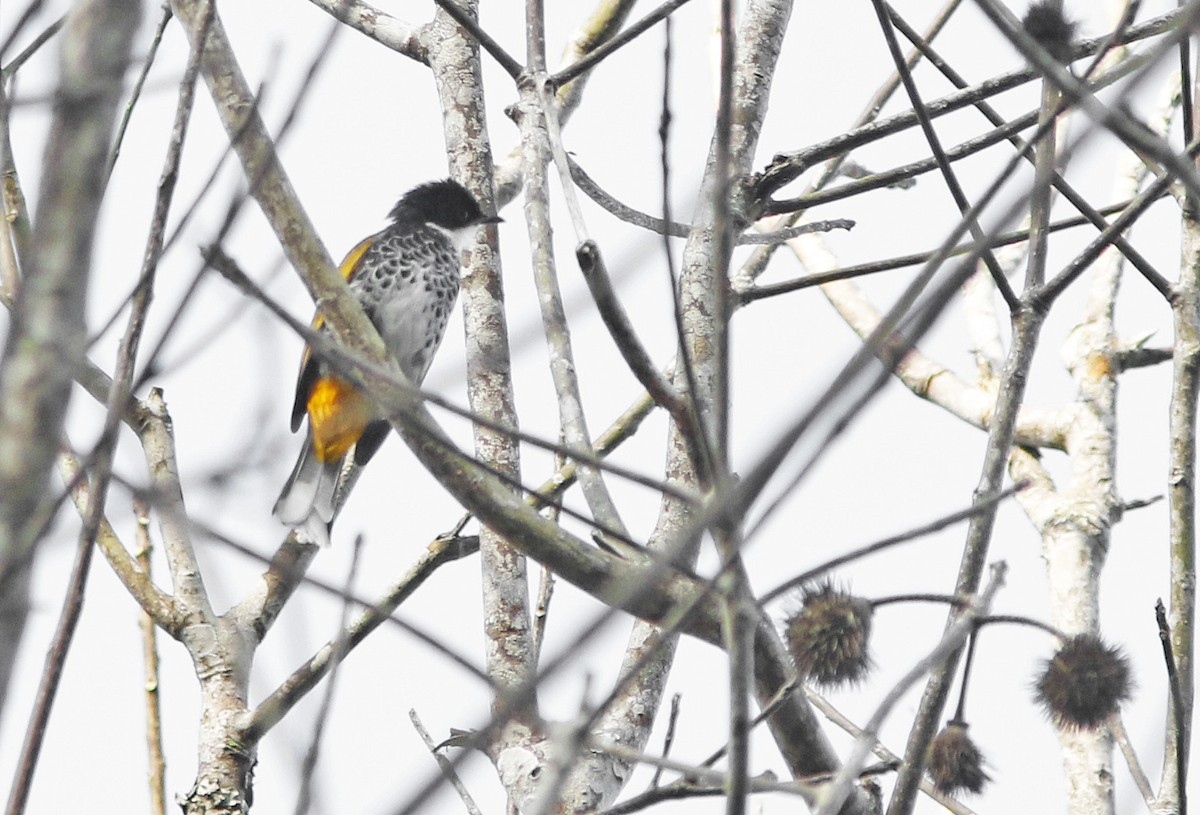 Чешуйчатый бюльбюль - ML645068686