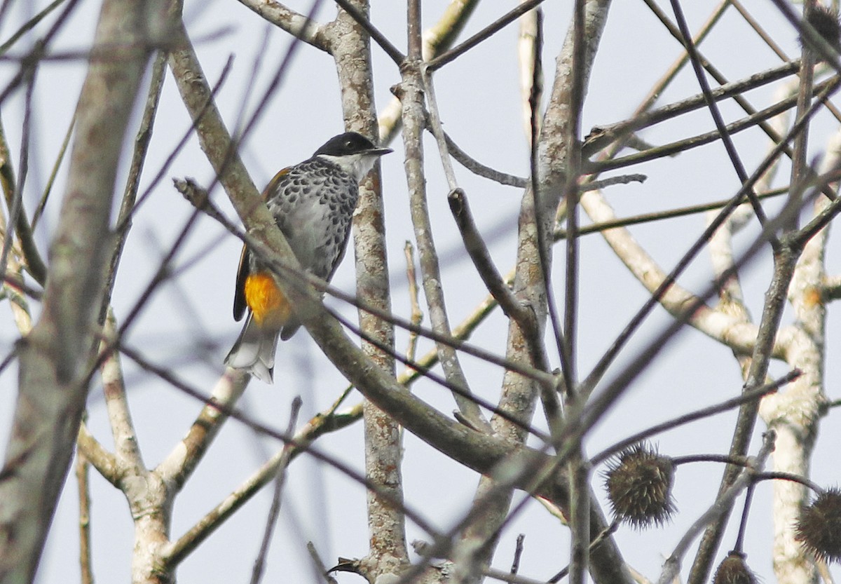 Чешуйчатый бюльбюль - ML645068687