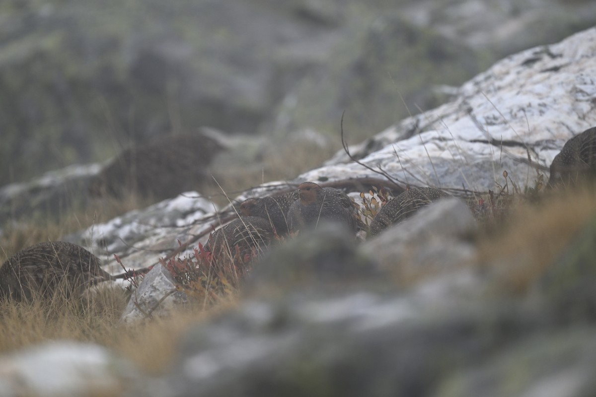 Gray Partridge - ML645068689