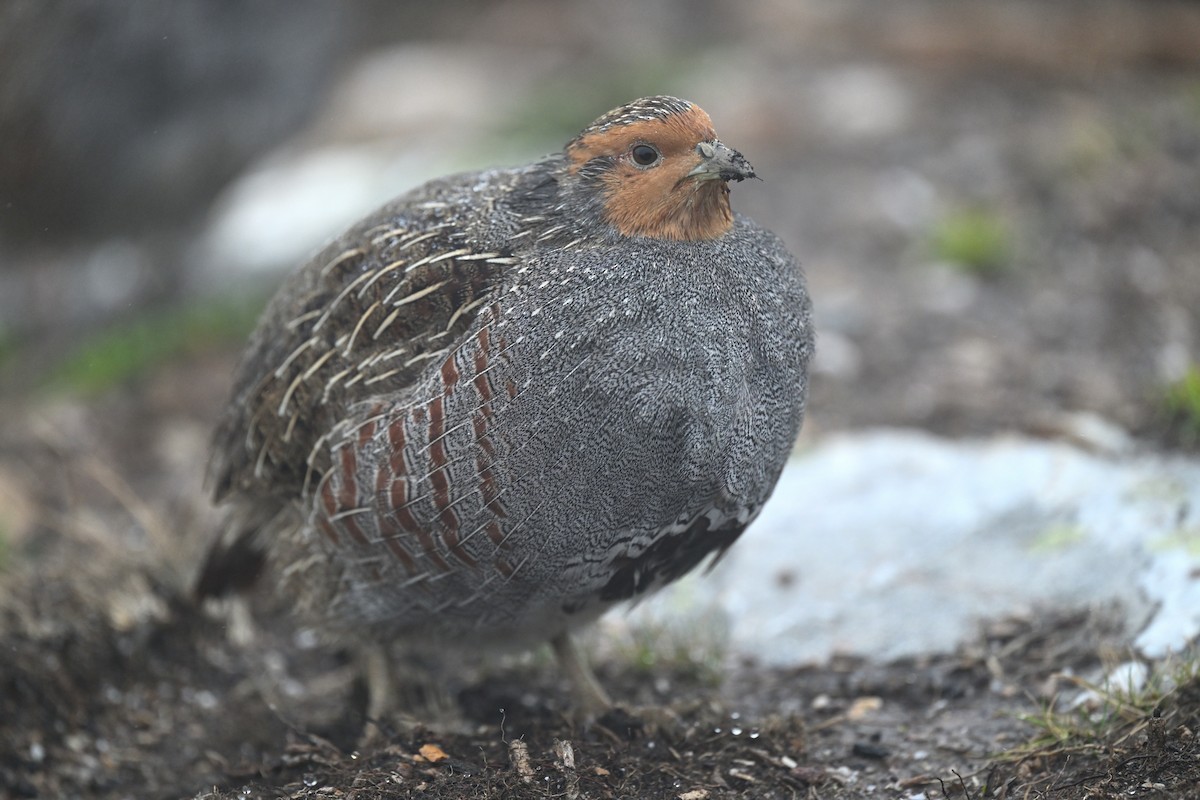 Gray Partridge - ML645068690