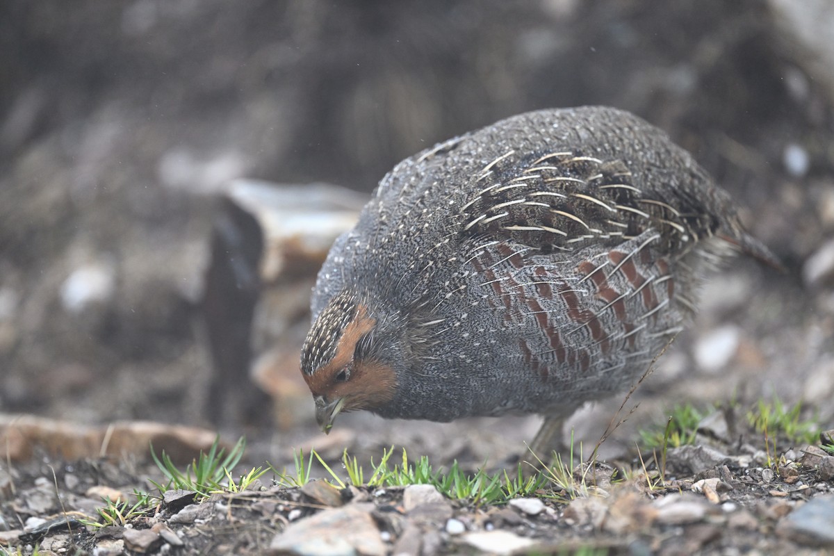 Gray Partridge - ML645068691