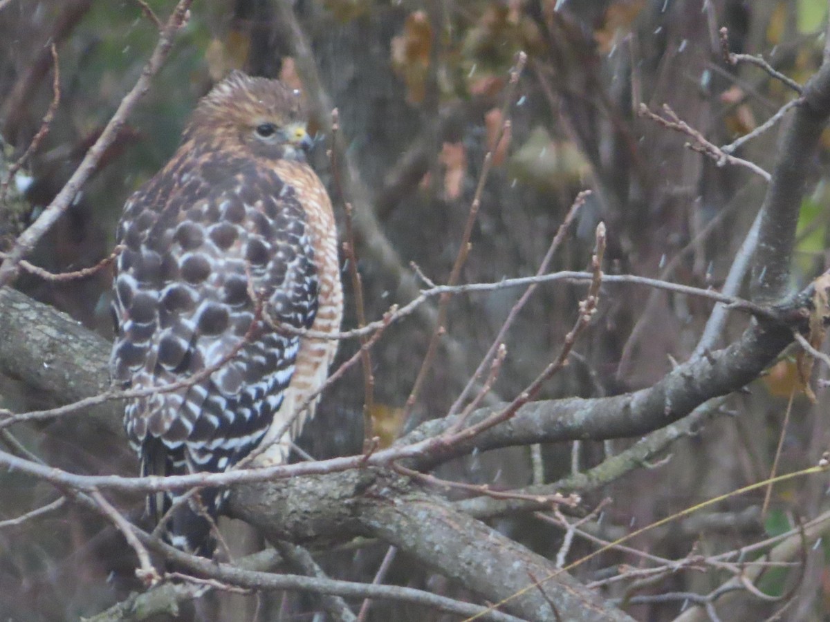 Red-shouldered Hawk - ML645068697