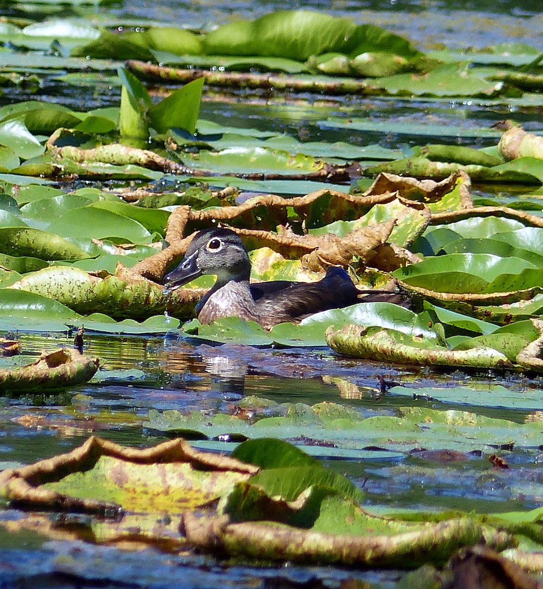 Wood Duck - ML645068700