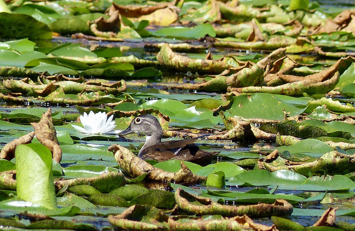 Wood Duck - ML645068701