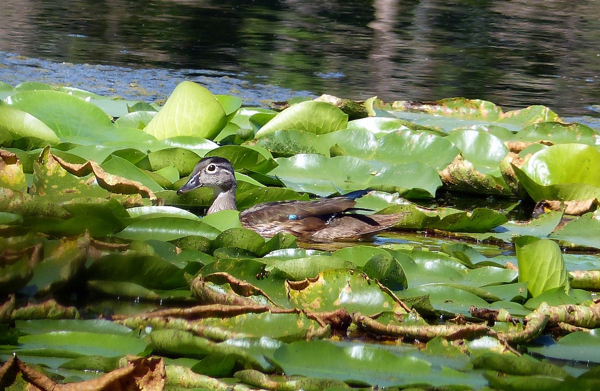 Wood Duck - ML645068702