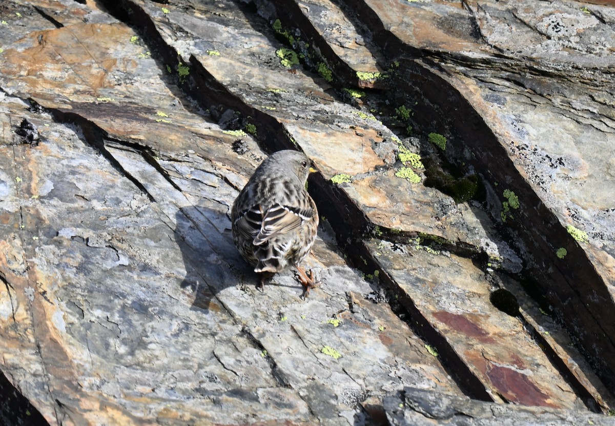 Alpine Accentor - ML645068715
